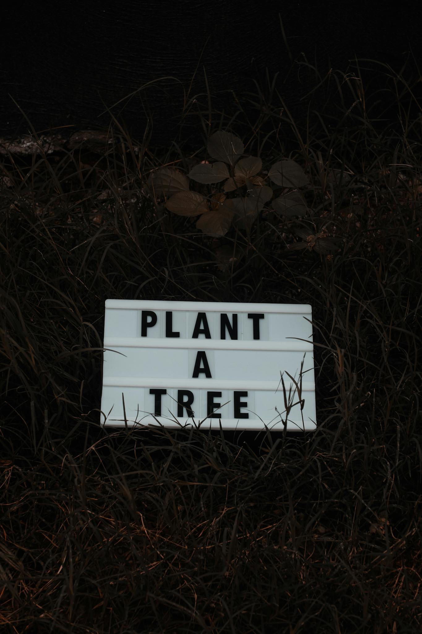 A lightbox sign displaying 'Plant a Tree' on grass encourages environmental awareness.